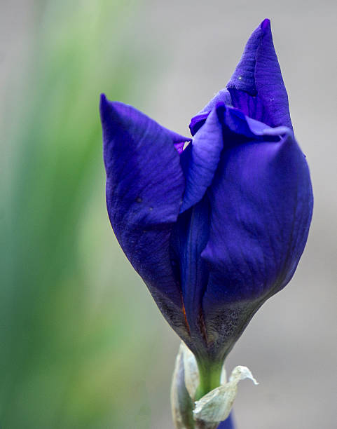 blue flower stock photo