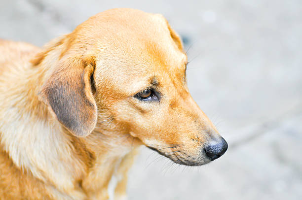 istock street dog on the floor 535423254
