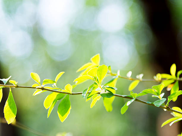 istock Fresh green leaves in springtime 535423386