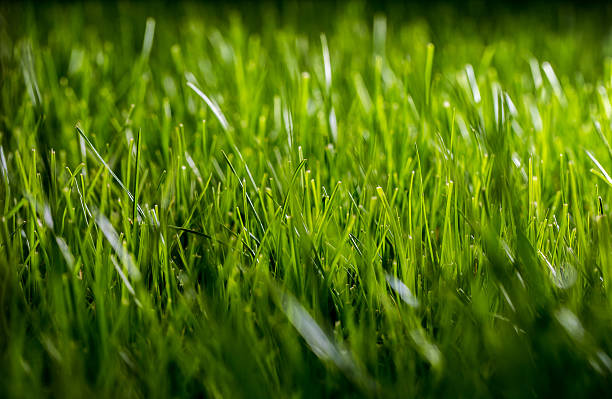 istock beautiful green evening grass 535423522