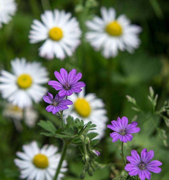 wildflowers stock photo