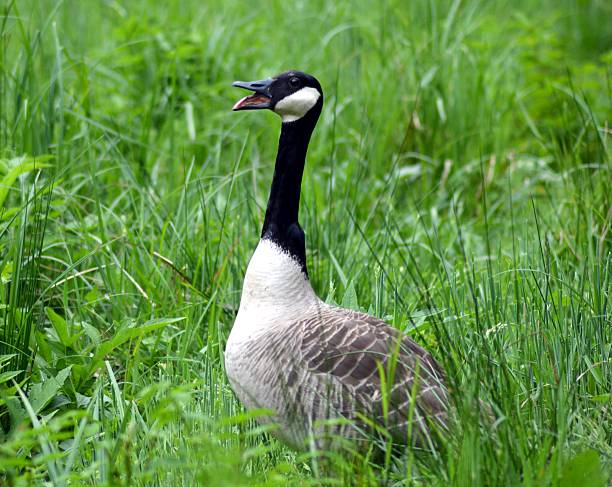 istock Gray goose domesticates isolated . 535425946