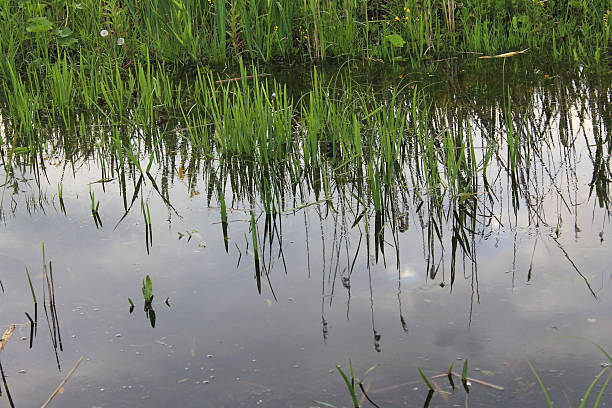 istock Green reeds in marsh 535426222