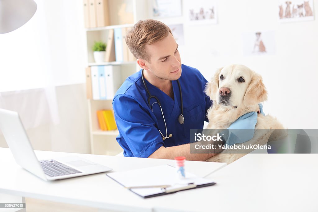 Skillful male vet is analyzing animal health Cheerful young veterinarian is examining state of dog. He is sitting and looking at pet with concentration Veterinarian Stock Photo