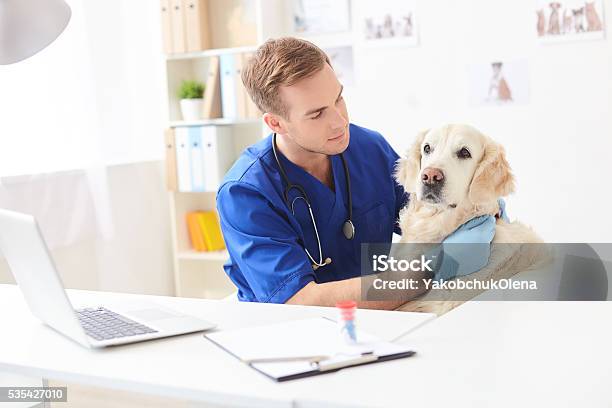 Skillful Male Vet Is Analyzing Animal Health Stock Photo - Download Image Now - Veterinarian, Animal Hospital, Laptop