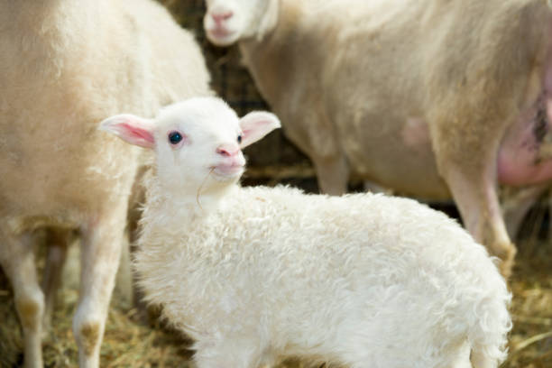 istock Newborn lamb and sheeps 535427028