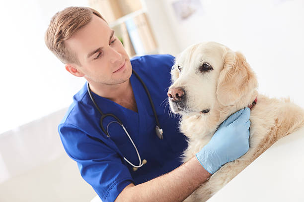 istock Professional young veterinarian examining state of pet 535427072