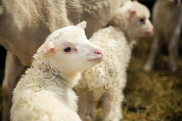 istock Newborn lambs and sheep 535427156