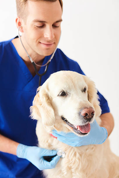 istock Skillful young vet is analyzing animal health 535427318