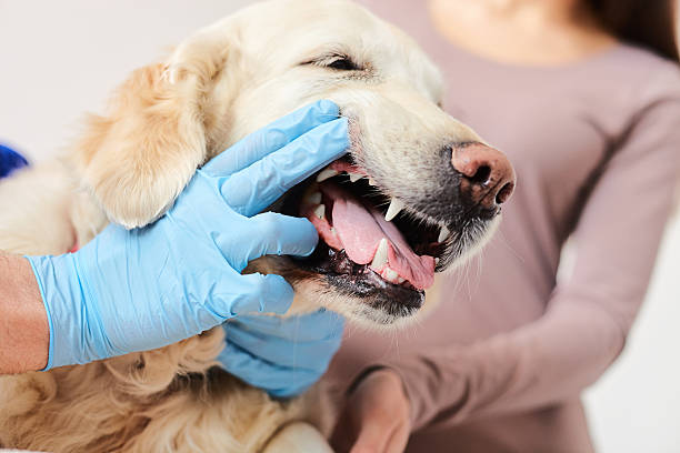 istock Skillful male vet is examining the pet 535427738