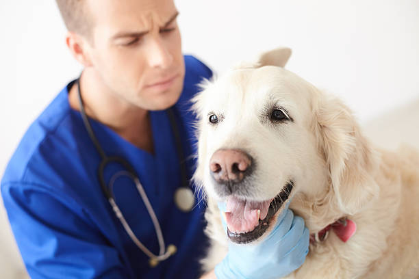 istock Professional young vet is examining a dog 535427922