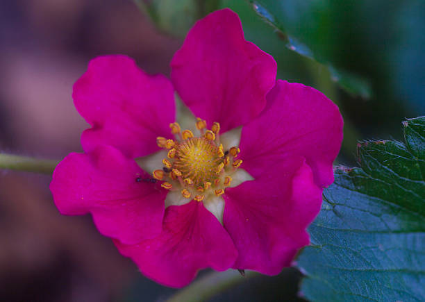 truskawka różowy kwiat - camellia day nobody single flower zdjęcia i obrazy z banku zdjęć