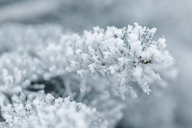 istock winter background with frosty fir branches 535428501