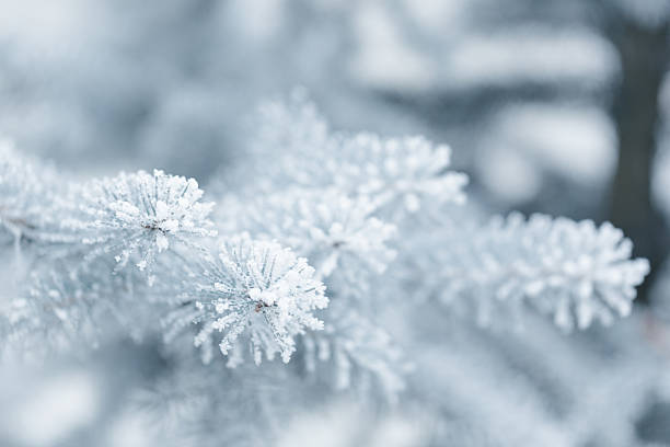 istock winter background with frosty fir branches 535428533