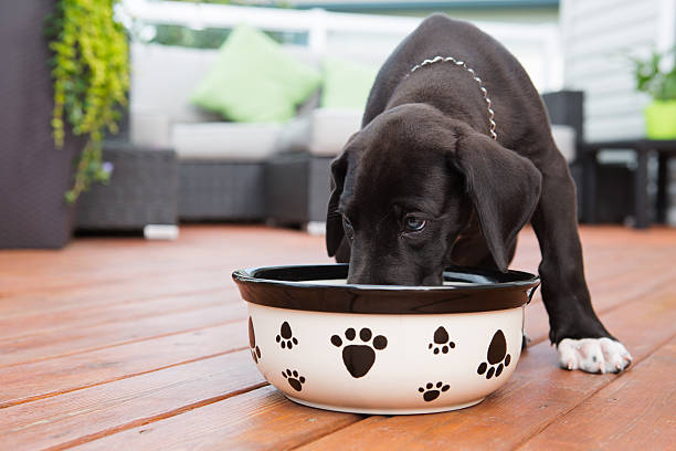 Black great Dane puppy eating on deck stock photo