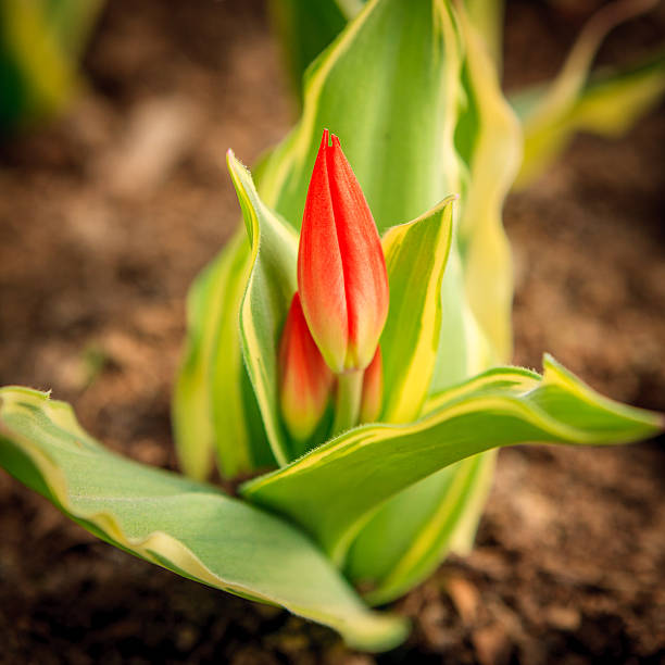tulipano bud - bud flower tulip flowers foto e immagini stock