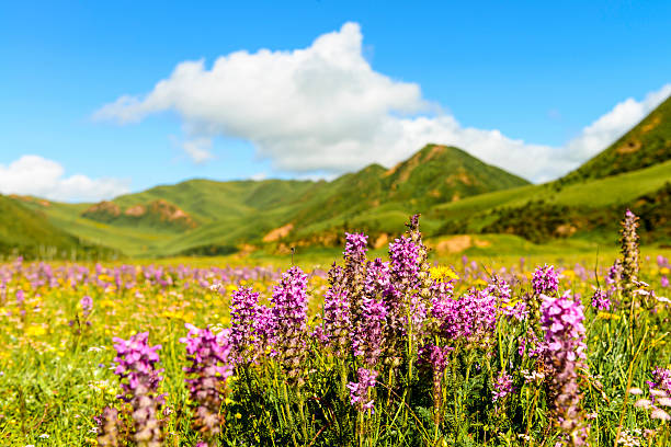 istock wild flower closeup  in tibetan meadow 535430539