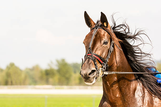 gros plan de chevaux de course de trot attelé - horse horse racing animal head horseracing track photos et images de collection