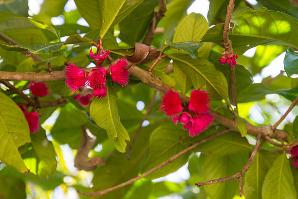 This is my Photographic Image of a Pohutukawa Flowers in Bloom in a Modern Watercolour Effect. Because sometimes you might want a more illustrative image for an organic look.