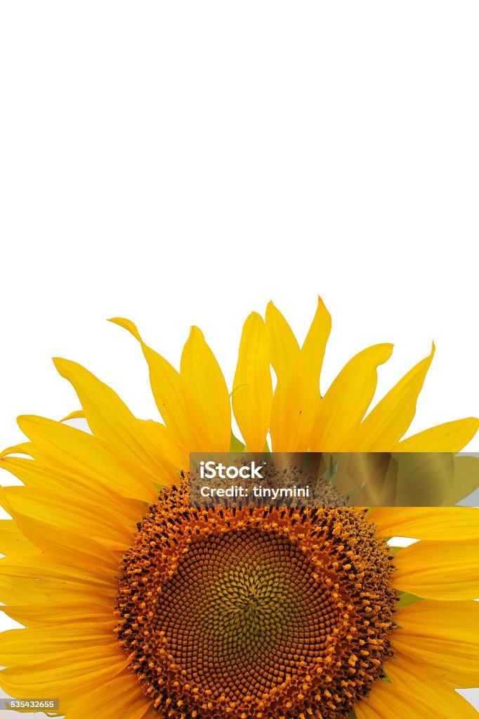 Sunflower Crop of Sunflower on white backgound Golden Ratio Stock Photo