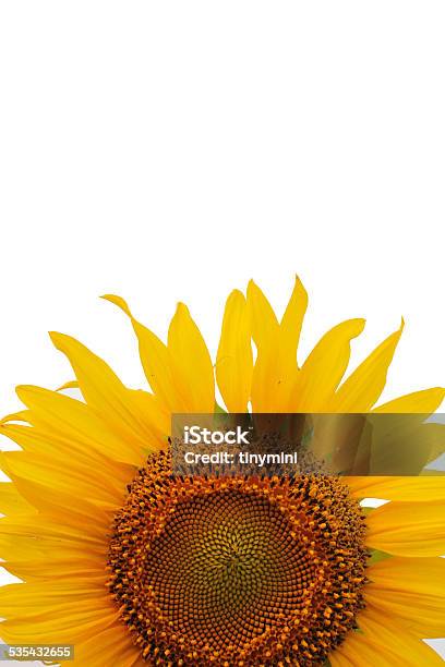 Sunflower Stock Photo - Download Image Now - Golden Ratio, 2015, Agriculture