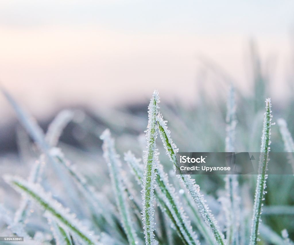 Cold Hard Hoarfrost on blades of grass Cold hoarfrost on blades of grass in a wintry macro scene 2015 Stock Photo