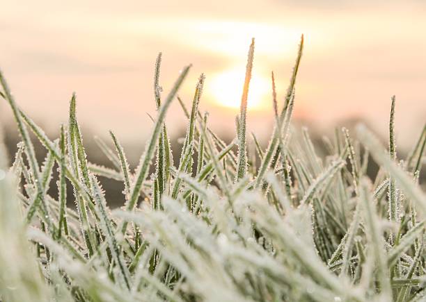 istock Cold hard hoarfrost in the morning sunrise 535432845