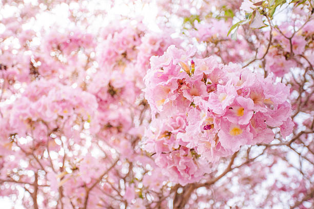 Pink Trumpet Tree Pink Trumpet Tree tabebuia heterophylla stock pictures, royalty-free photos & images