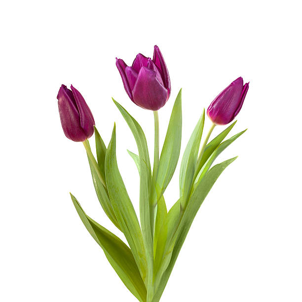 istock violet tulip purple 535434227