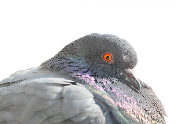 istock portrait a pigeon 535434619