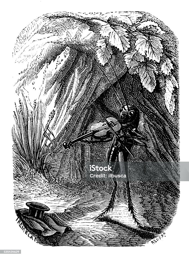 Antique illustration of cricket playing violin Cricket - Insect stock illustration