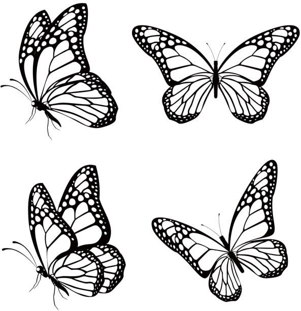 세트마다 실루엣 나비 격리됨에 연두빛 대한 - butterfly monarch butterfly spring isolated stock illustrations