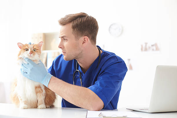 istock Skillful young veterinarian doing checkup of pet 535441870