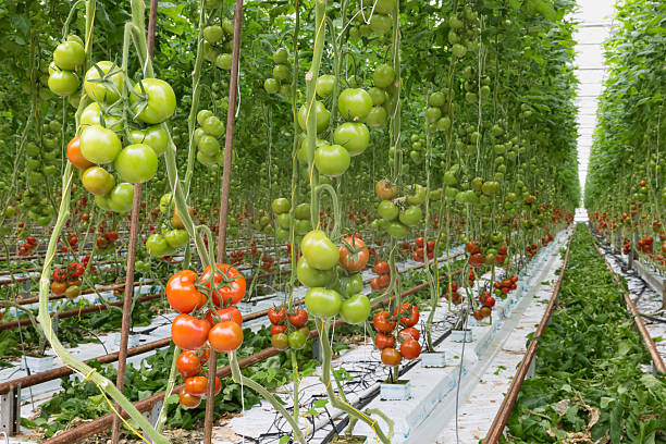 tomates en pleine maturité dans une serre - greenhouse industry tomato agriculture photos et images de collection