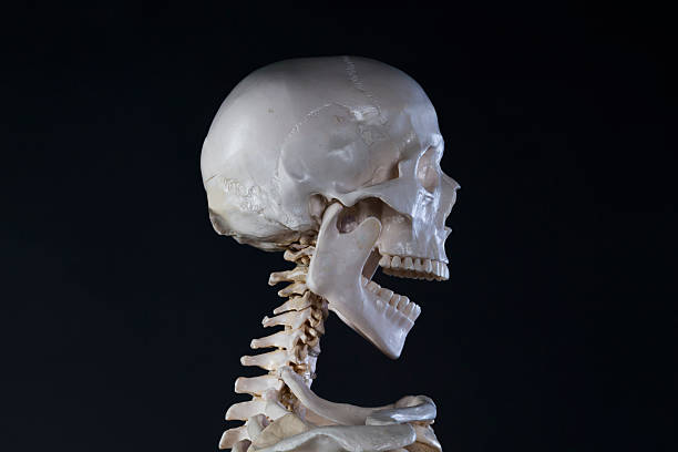 Skeleton skull with open mouth stock photo