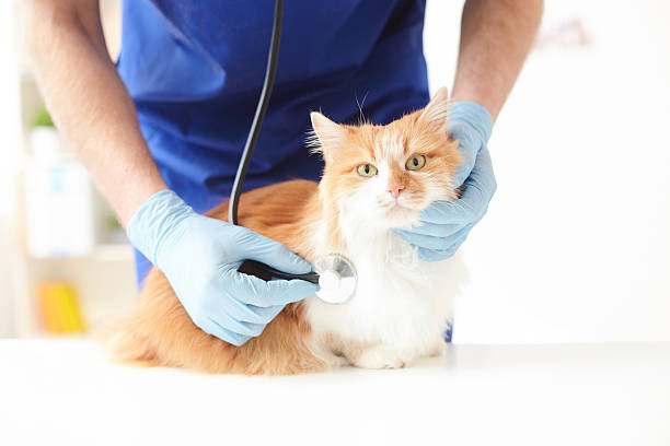 istock Skillful young veterinarian is examining an animal 535443068
