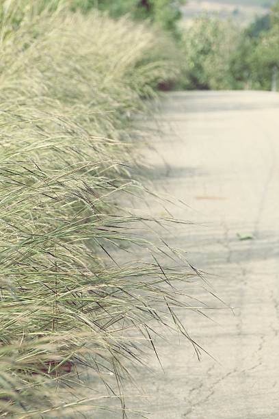 istock Retro of road and grass 535444360