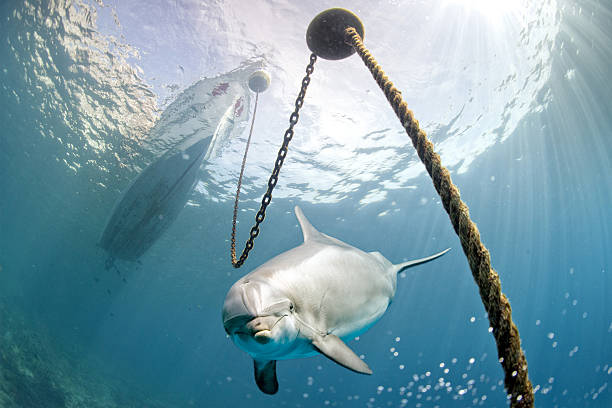 dolphin underwater on reef background looking at you under a boat