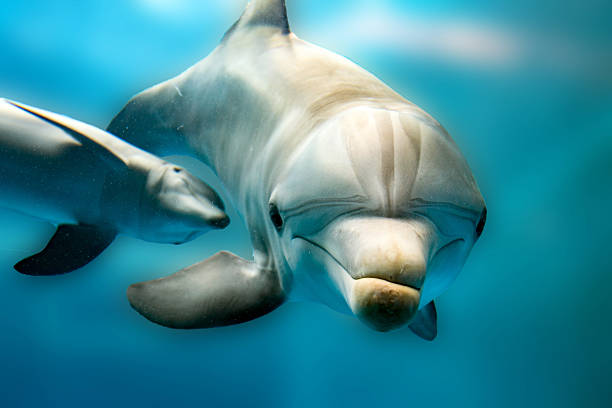 istock dolphin smiling eye close up portrait puzzled 535444508