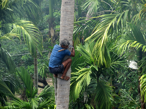 Andaman, India - April 20, 2012: A deft man holding billhook in his mouth and descending a palm tree with the help of a belt in Andaman, India.