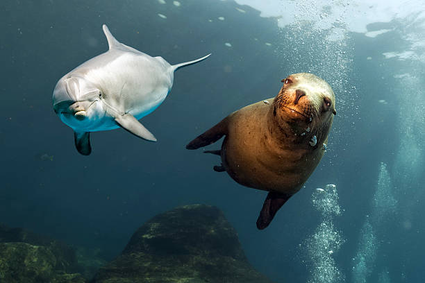 istock dolphin and sea lion underwater close up 535444586
