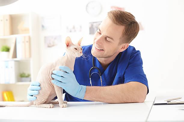 istock Skillful young veterinarian is examining a pet 535444602