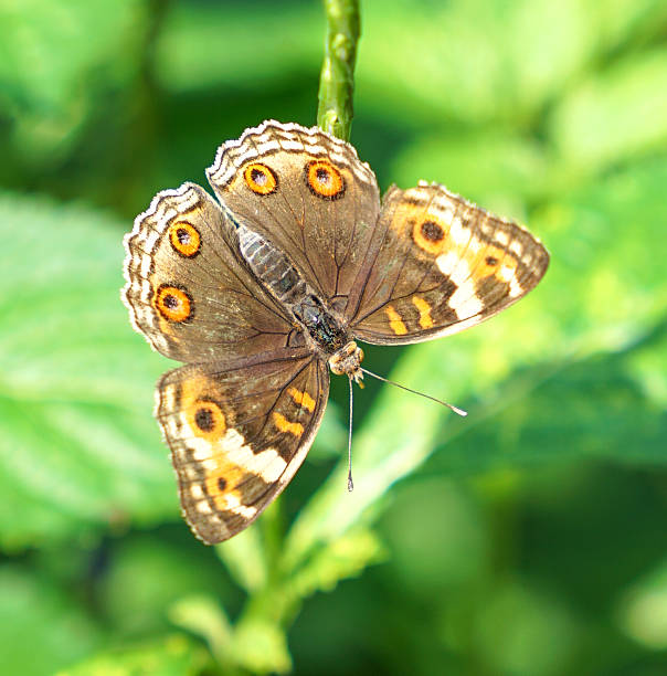 istock Brown Pansy butterfly in a garden 535444860