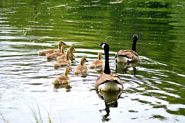 istock couple of gooses and its youngs. 535445366