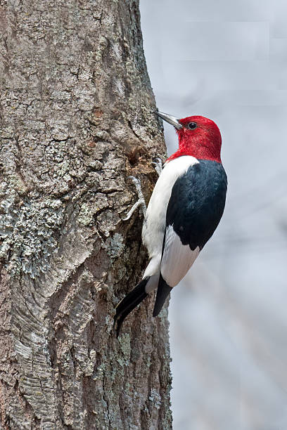 Red-headed Woodpecker Red-headed Woodpecker woodpecker stock pictures, royalty-free photos & images