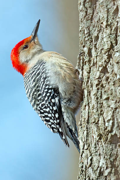 istock Red-bellied Woodpecker On Tree 535445770