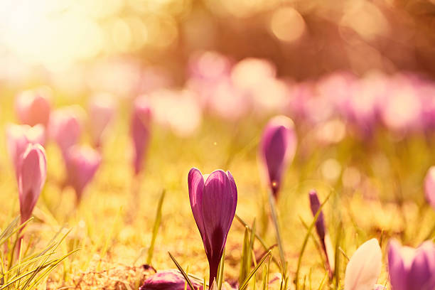 istock Crocus flowers in the sunshine 535445784