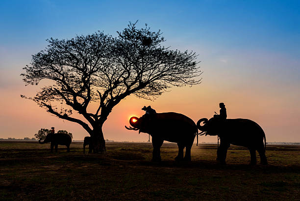 istock silhouette elephants standing under the tree at sun rise 535445876