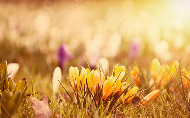 istock Crocus flowers in the sunshine 535445900