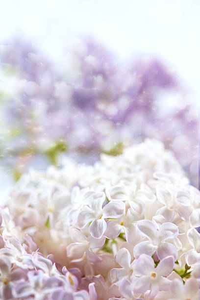 floral background stock photo